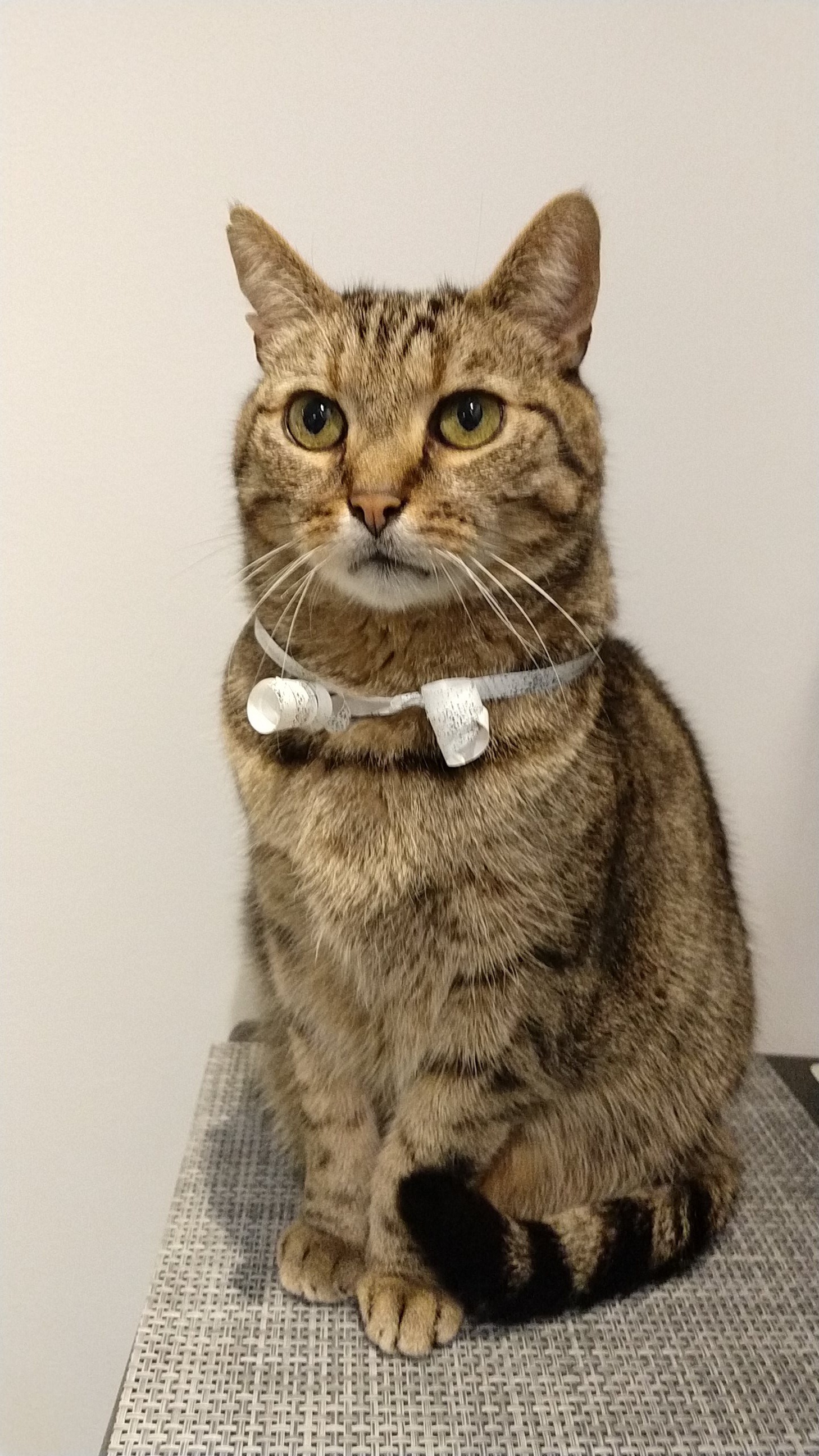 Image of my cat.